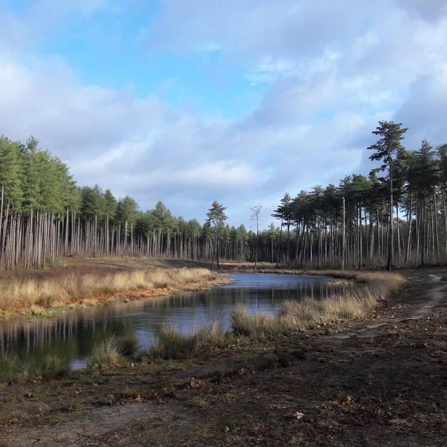 Beeltjens B&B: Wolf&Belle Westerlo Exteriör bild